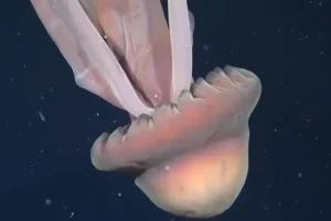 Σπάνια μέδουσα που φτάνει σε μέγεθος σχολικού λεωφορείου καταγράφηκε σε βίντεο