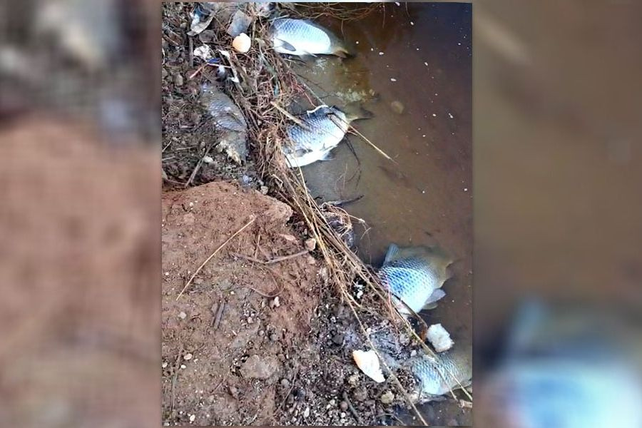 (ΒΙΝΤΕΟ)  Αποκαρδιωτικές εικόνες σε υγροβιότοπο της Χερσονήσου – Δεκάδες νεκρά ψάρια