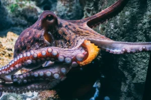 Τα μυστικά που κρύβουν τα χταπόδια: Οι διάνοιες του βυθού έχουν εννέα εγκεφάλους και κοινά με τον άνθρωπο