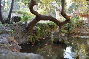 Ρόδος: Είδος ξενικού υδρόβιου σαλιγκαριού εντοπίστηκε στο πάρκο Ροδίνι