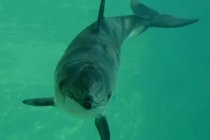 Ανησυχητική έρευνα για τις φώκαινες: Ο θόρυβος των σκαφών μπορεί να οδηγήσει στον υποσιτισμό τους