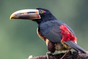 Η κλιματική αλλαγή εξαφανίζει τα έντομα, άρα και τα πουλιά στον Αμαζόνιο
