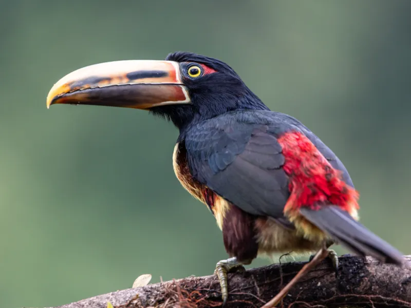 Η κλιματική αλλαγή εξαφανίζει τα έντομα, άρα και τα πουλιά στον Αμαζόνιο
