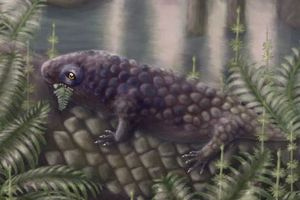 Ανακαλύφθηκε αρχέγονο φυτοφάγο ζώο που ξαναγράφει την ιστορία της εξέλιξης της ζωής