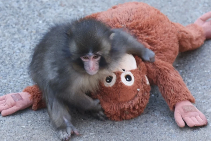 Γιατί η μαμά του μικρού Punch τον απέρριψε: Πότε και γιατί τα θηλαστικά εγκαταλείπουν τα μικρά τους