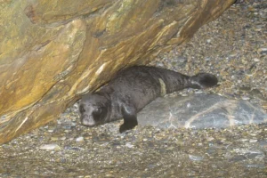 Ρεκόρ στις γεννήσεις μεσογειακής φώκιας καταγράφηκε στις Σποράδες