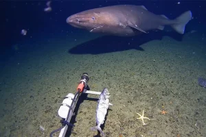 Για πρώτη φορά καταγράφηκε καρχαρίας στα παγωμένα νερά της Ανταρκτικής