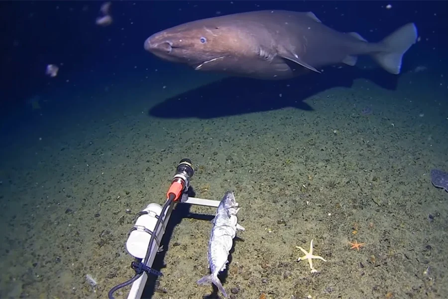 Για πρώτη φορά καταγράφηκε καρχαρίας στα παγωμένα νερά της Ανταρκτικής
