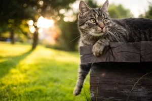 Οι γάτες ίσως… βοηθήσουν στην εξεύρεση θεραπείας για κάποιους καρκίνους του μαστού