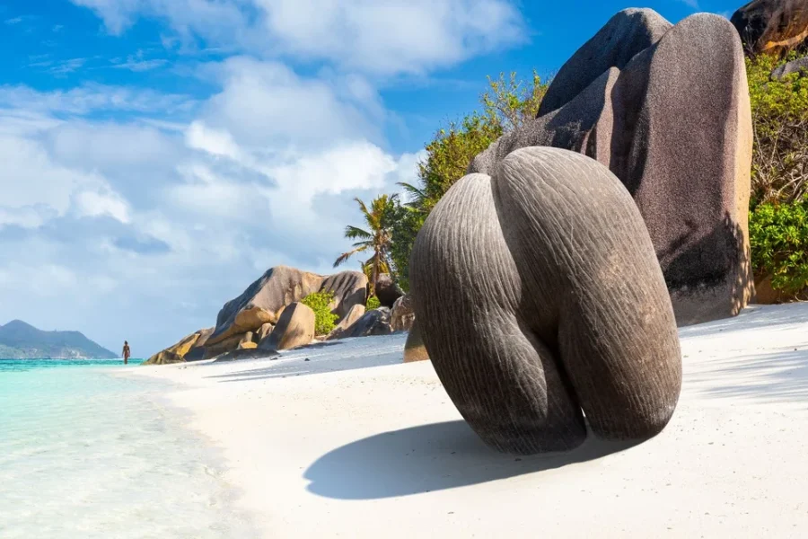 Ζυγίζει έως και 30 κιλά, έχει διάμετρο 50 εκατοστά και είναι ο μεγαλύτερος σπόρος στον πλανήτη