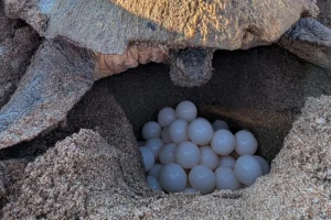 Κυπαρισσιακός Κόλπος: Μια θαλάσσια χελώνα Καρέττα γεννά εδώ και 32 χρόνια στην Πελοπόννησο