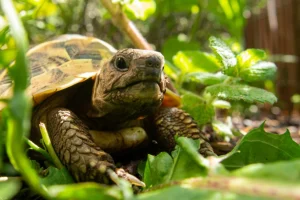 Αρσενικές χελώνες κακοποιούν τις θηλυκές σε νησί της Μεγάλης Πρέσπας και αυτές «αυτοκτονούν» για να γλιτώσουν