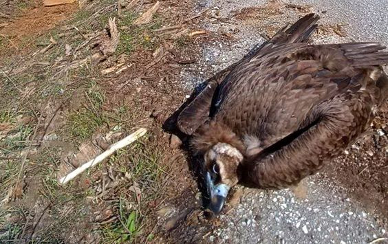 Αλυσίδα θανάτου για τους Μαυρόγυπες στο Εθνικό πάρκο Δαδιάς