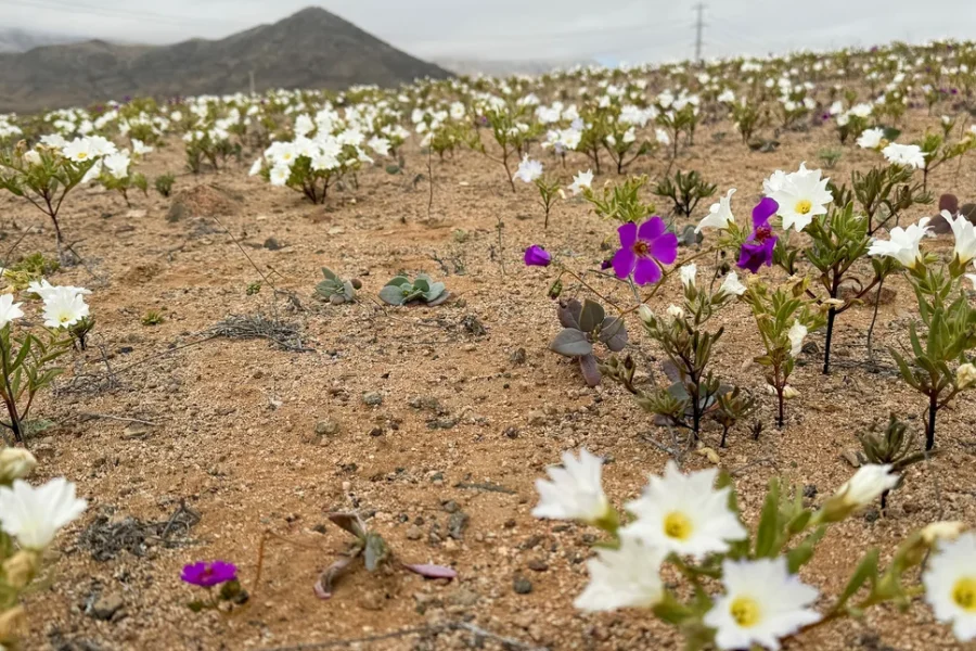 Μια αθέατη ζωή κάτω από την πιο ξηρή έρημο του κόσμου