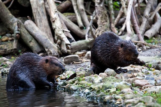 Οι κάστορες είναι οι μηχανικοί της φύσης κατά της κλιματικής αλλαγής