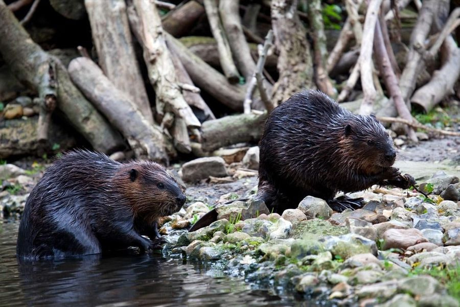 Οι κάστορες είναι οι μηχανικοί της φύσης κατά της κλιματικής αλλαγής