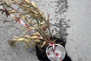 Αυτοσχέδια “γλάστρα” προφυλάσσει οδηγούς και πεζούς από λακούβα-κρατήρα