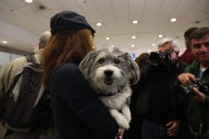 Πτήση επαναπατρισμού για κατοικίδια: Συγκίνηση στα διεθνή μέσα από την ελληνική «αερογέφυρα σωτηρίας»