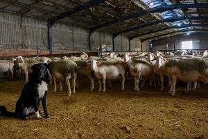 Μυτιλήνη: Καθολικό lockdown στα κτηνοτροφικά προϊόντα της Λέσβου έπειτα από κρούσμα αφθώδους πυρετού