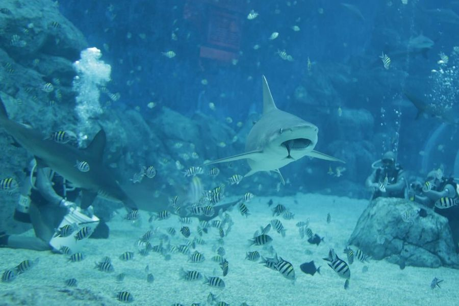 Οι καρχαρίες στις Μπαχάμες κάνουν «χρήση» κοκαΐνης και παυσίπονων