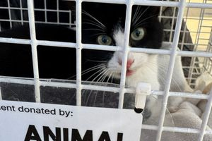 Αυτή είναι η γατούλα που έμεινε για 10 μέρες εγκλωβισμένη πάνω σε φοίνικα στην Χρυσή Ακτή της Πάρου