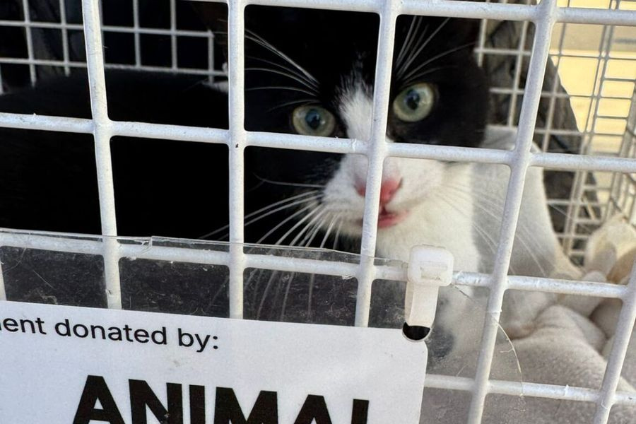 Αυτή είναι η γατούλα που έμεινε για 10 μέρες εγκλωβισμένη πάνω σε φοίνικα στην Χρυσή Ακτή της Πάρου