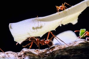 Πάνω από 2.000 ζωντανά μυρμήγκια βρήκαν στις αποσκευές 27χρονου Κινέζου στο αεροδρόμιο του Ναϊρόμπι