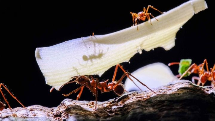 Πάνω από 2.000 ζωντανά μυρμήγκια βρήκαν στις αποσκευές 27χρονου Κινέζου στο αεροδρόμιο του Ναϊρόμπι