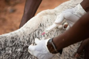 Σε κατάσταση Ειδικής Κινητοποίησης η Λέσβος λόγω αφθώδους πυρετού