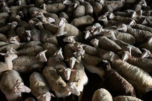 Αναστέλλουν τη λειτουργία τους οι τυροκομικές μονάδες της Λέσβου – Αδιάθετες καθημερινά μεγάλες ποσότητες γάλακτος