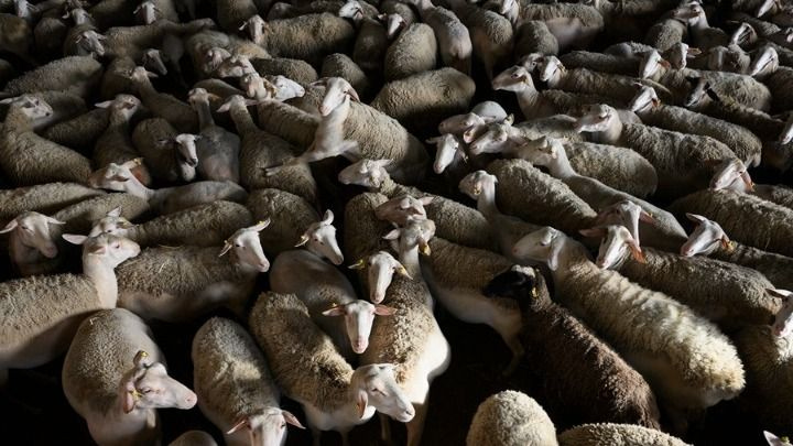 Αναστέλλουν τη λειτουργία τους οι τυροκομικές μονάδες της Λέσβου – Αδιάθετες καθημερινά μεγάλες ποσότητες γάλακτος