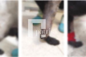 Σοκ από τις εικόνες και την κατάσταση στο δημοτικό κυνοκομείο Ηρακλείου – Τι απαντά ο Δήμος Ηρακλείου