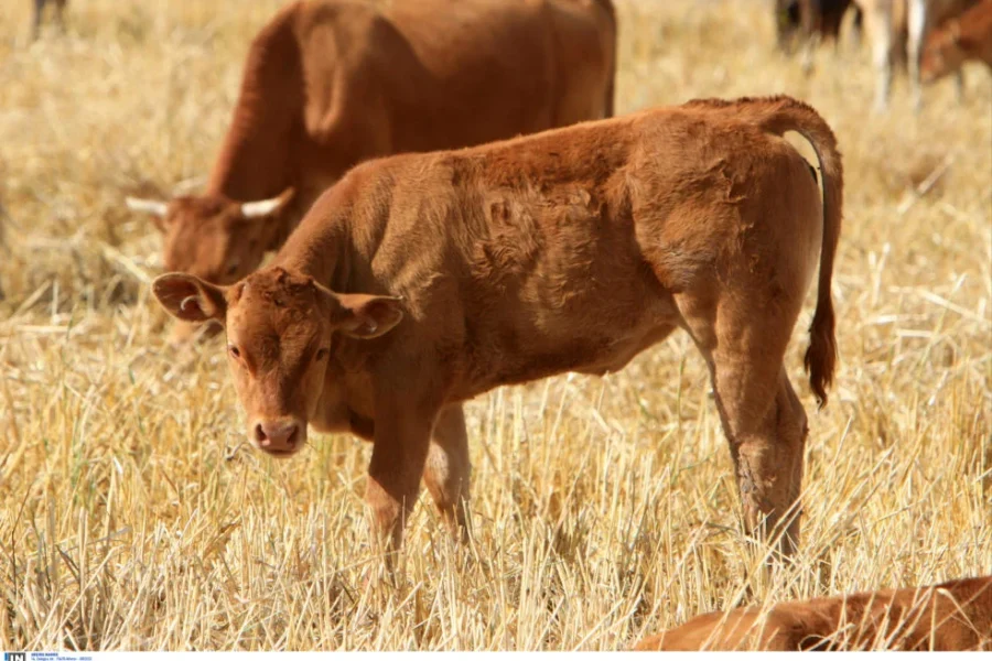 Συναγερμός στη Λέσβο: Επιβεβαιώθηκε κρούσμα αφθώδους πυρετού σε εκτροφή βοοειδών