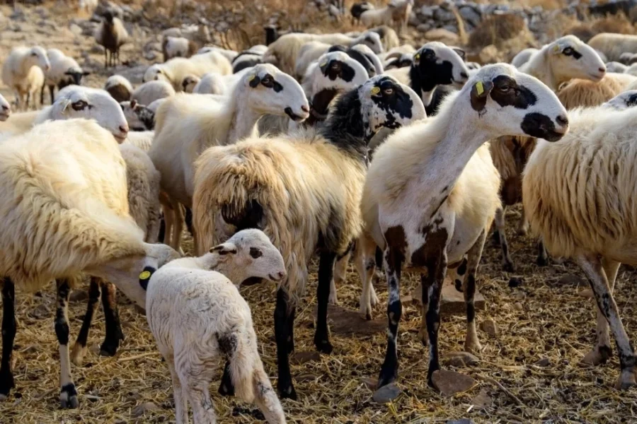 Εντοπίστηκε το πρώτο επιβεβαιωμένο κρούσμα ευλογιάς των αιγοπροβάτων στην Ήπειρο