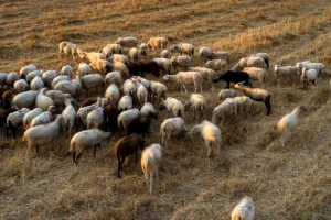 Στις 481.359 οι θανατώσεις αιγοπροβάτων λόγω της ευλογιάς