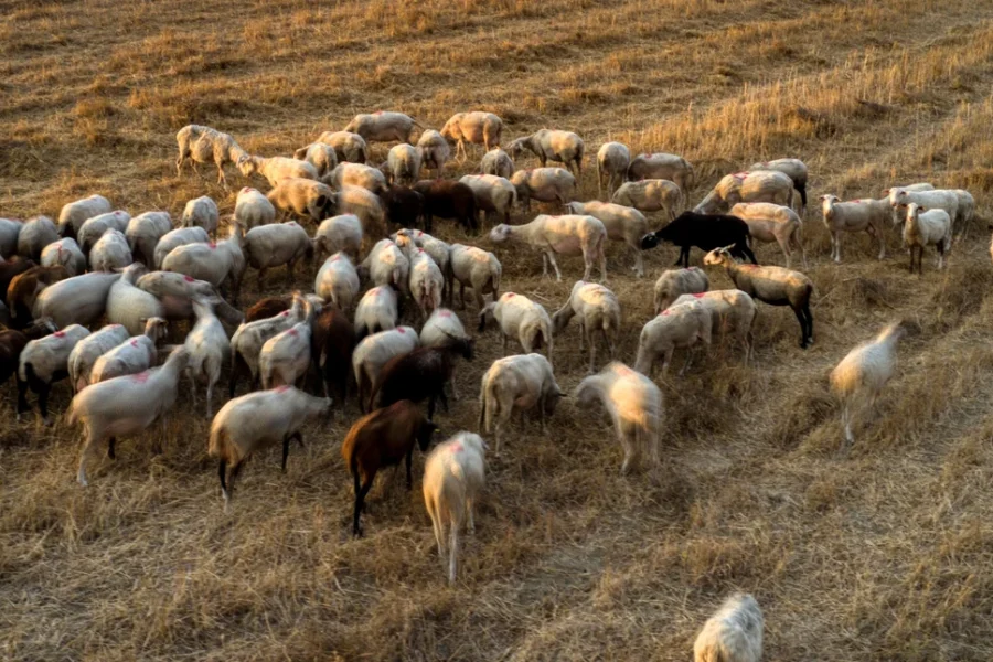 Στις 481.359 οι θανατώσεις αιγοπροβάτων λόγω της ευλογιάς
