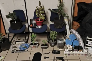 ΕΛΑΣ: Δύο συλλήψεις στην Αττική για διακίνηση -Κατασχέθηκαν πάνω από 51 κιλά κάνναβης