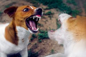 Στο νοσοκομείο 61χρονη έπειτα από άγρια επίθεση αγέλης αδέσποτων σκύλων