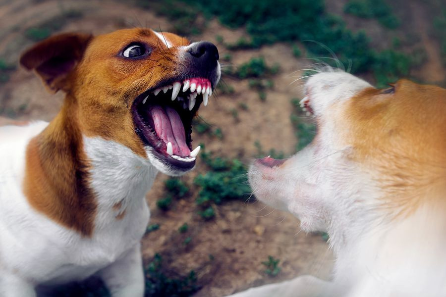 Στο νοσοκομείο 61χρονη έπειτα από άγρια επίθεση αγέλης αδέσποτων σκύλων