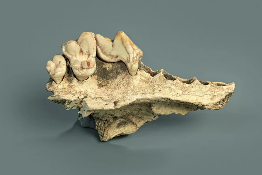 Οι σκύλοι ζουν μαζί με τους ανθρώπους εδώ και τουλάχιστον 14.200 χρόνια