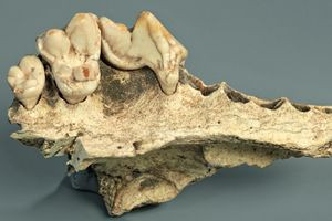 Οι σκύλοι ζουν μαζί με τους ανθρώπους εδώ και τουλάχιστον 14.200 χρόνια