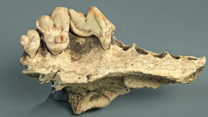 Οι σκύλοι ζουν μαζί με τους ανθρώπους εδώ και τουλάχιστον 14.200 χρόνια