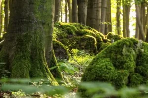 Γιατί απομακρυνόμαστε από τη φύση;