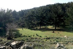 Ορειβατικός Σύλλογος Αγίου Νικολάου: Πεζοπορία στο παλιό προμινωικό μονοπάτι Τούρκισες-Κορακιά-Πευκαλιδιάς