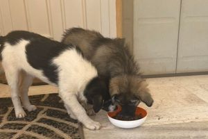 Πρόστιμα 65.000 ευρώ σε 62χρονο που εγκατέλειψε κουταβάκια στην Ασπροβάλτα