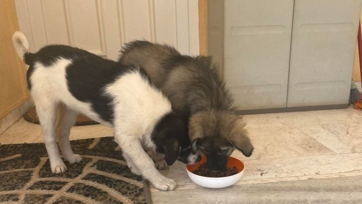 Πρόστιμα 65.000 ευρώ σε 62χρονο που εγκατέλειψε κουταβάκια στην Ασπροβάλτα