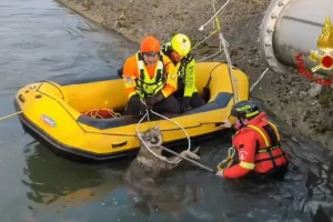 Παγιδευμένη λύκαινα κάτω από τη γέφυρα του τεχνητού καναλιού Giuliari στη Βερόνα διέσωσε η πυροσβεστική