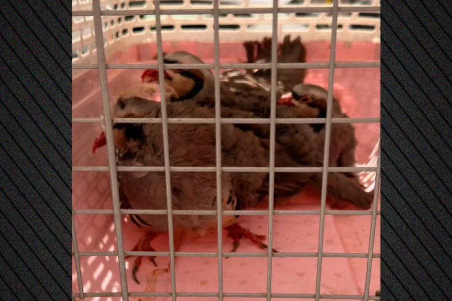 (ΒΙΝΤΕΟ) Δικογραφία για παράνομη εκτροφή ζώων στην ταράτσα στους Αμπελόκηπους: Κατσίκες, κότες, πάπιες σε ακατάλληλες συνθήκες διαβίωσης