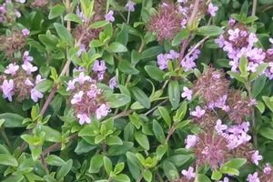 Το φυτό που με το δυνατό άρωμά του κρατά μακριά τα κουνούπια