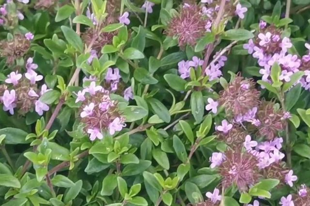 Το φυτό που με το δυνατό άρωμά του κρατά μακριά τα κουνούπια